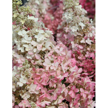 HYDRANGEA paniculata PINKY WINKY