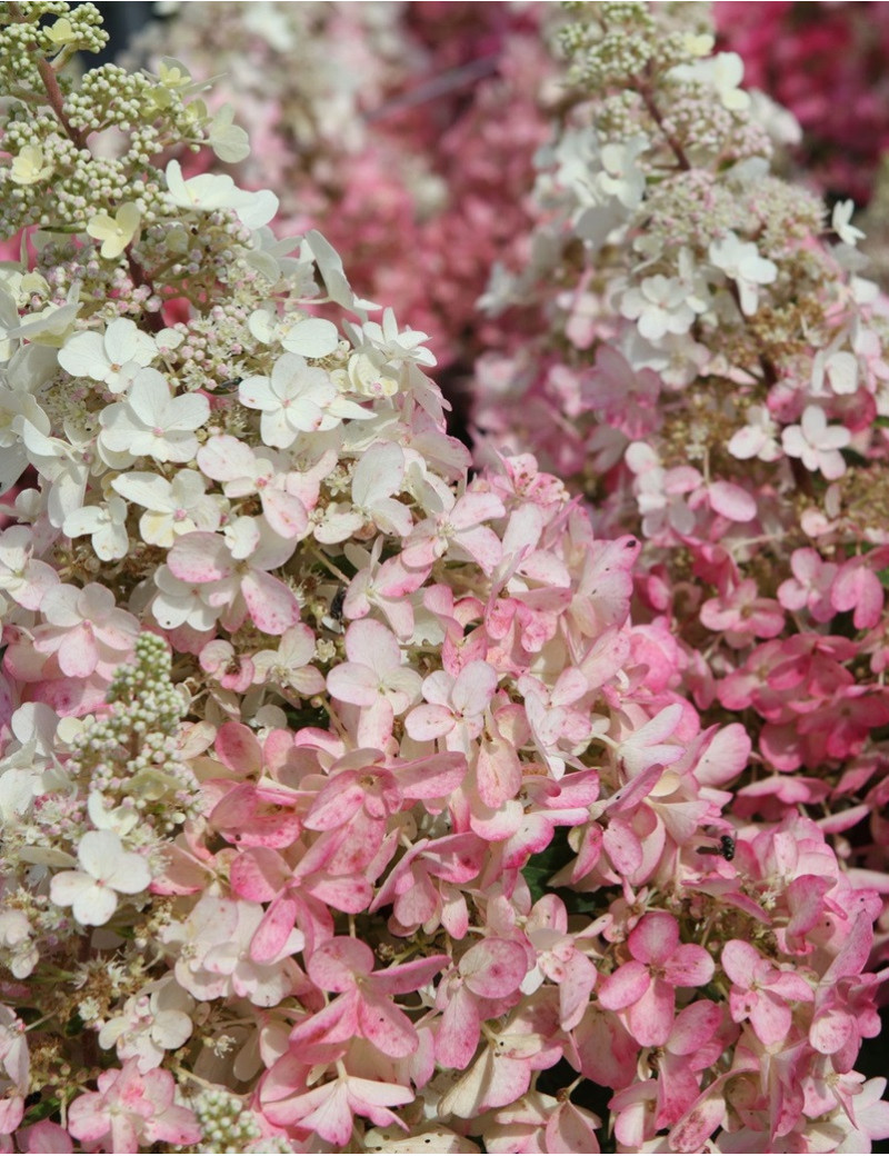 HYDRANGEA paniculata PINKY WINKY