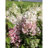 HYDRANGEA paniculata PINKY WINKY