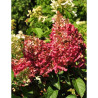 HYDRANGEA paniculata PINKY WINKY