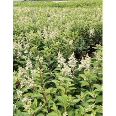 HYDRANGEA paniculata PINKY WINKY