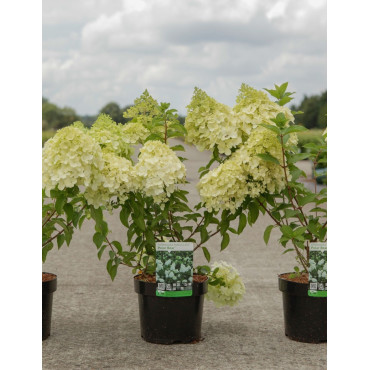 HYDRANGEA paniculata POLAR BEAR En pot de 3-4 litres