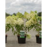 HYDRANGEA paniculata POLAR BEAR En pot de 3-4 litres