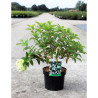 HYDRANGEA paniculata POLAR BEAR En pot de 3-4 litres