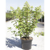 HYDRANGEA paniculata POLAR BEAR En pot de 10-12 litres