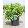 HYDRANGEA paniculata POLAR BEAR En pot de 10-12 litres