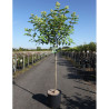 HYDRANGEA paniculata POLAR BEAR En pot de 12-15 litres