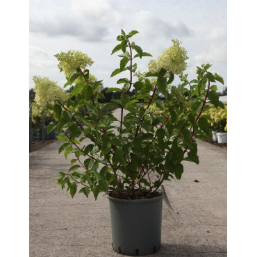 HYDRANGEA paniculata POLAR BEAR En pot de 30-35 litres