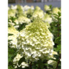 HYDRANGEA paniculata POLAR BEAR