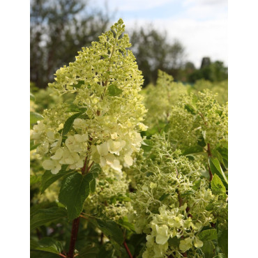 HYDRANGEA paniculata POLAR BEAR