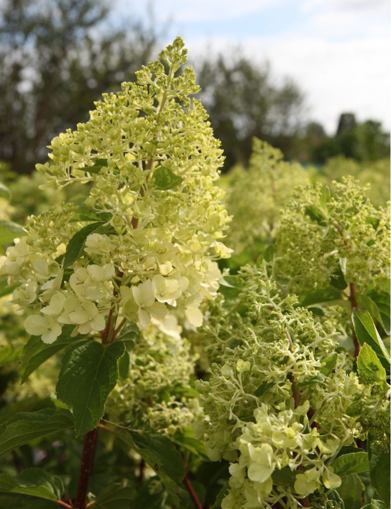 HYDRANGEA paniculata POLAR BEAR