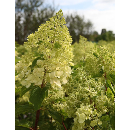 HYDRANGEA paniculata POLAR BEAR