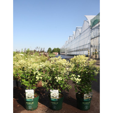 HYDRANGEA paniculata POLESTAR En pot de 3-4 litres