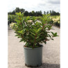 HYDRANGEA paniculata POLESTAR En pot de 10-12 litres