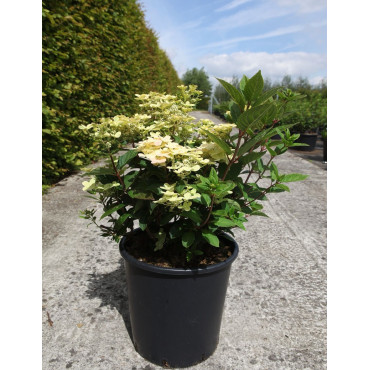 HYDRANGEA paniculata POLESTAR En pot de 25-30 litres