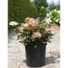 HYDRANGEA paniculata POLESTAR En pot de 25-30 litres