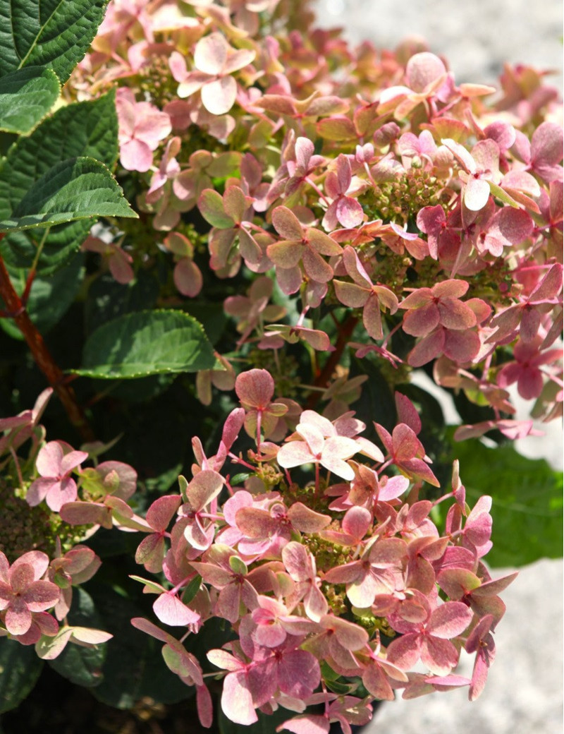 HYDRANGEA paniculata POLESTAR