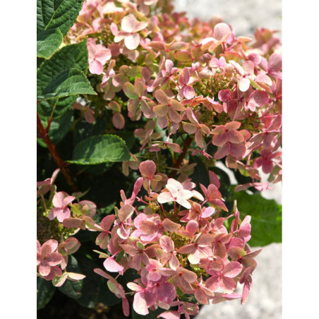 HYDRANGEA paniculata POLESTAR