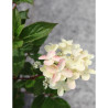 HYDRANGEA paniculata POLESTAR