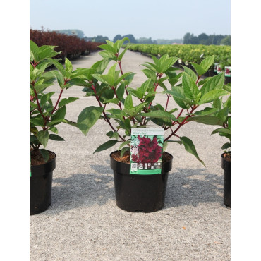 HYDRANGEA paniculata WIM'S RED En pot de 3-4 litres