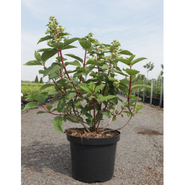 HYDRANGEA paniculata WIM'S RED En pot de 10-12 litres