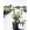 HYDRANGEA paniculata WIM'S RED En pot de 10-12 litres