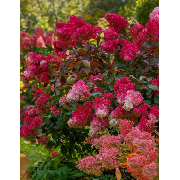 HYDRANGEA paniculata WIM'S RED