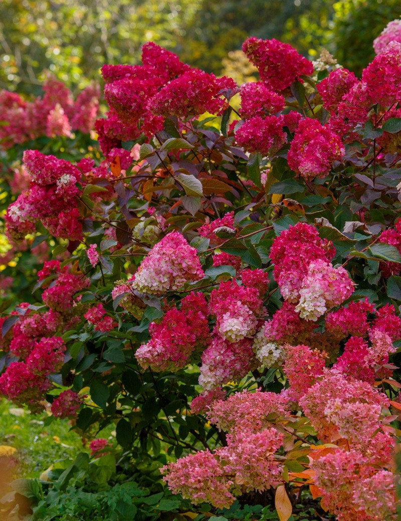 HYDRANGEA paniculata WIM'S RED