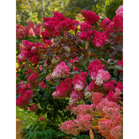 HYDRANGEA paniculata WIM'S RED