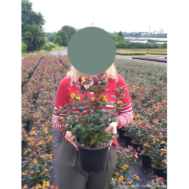 HYPERICUM inodorum En pot de 4-5 litres