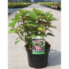 HYDRANGEA serrata AVELROZ En pot de 3-4 litres