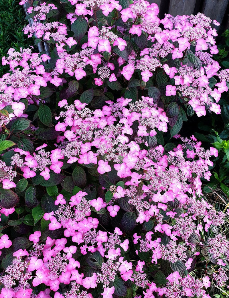 HYDRANGEA serrata AVELROZ