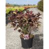 HYDRANGEA serrata DAREDEVIL En pot de 10-12 litres