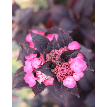 HYDRANGEA serrata DAREDEVIL