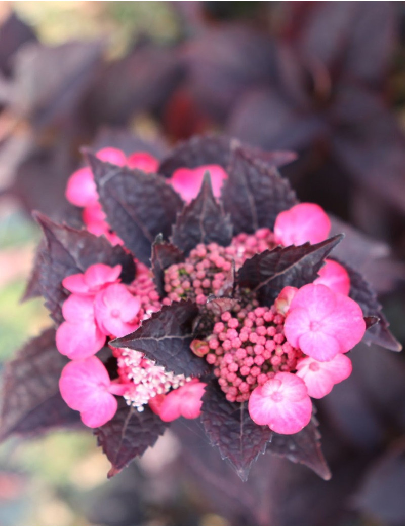 HYDRANGEA serrata DAREDEVIL