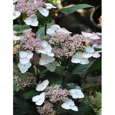 HYDRANGEA serrata INTERMEDIA