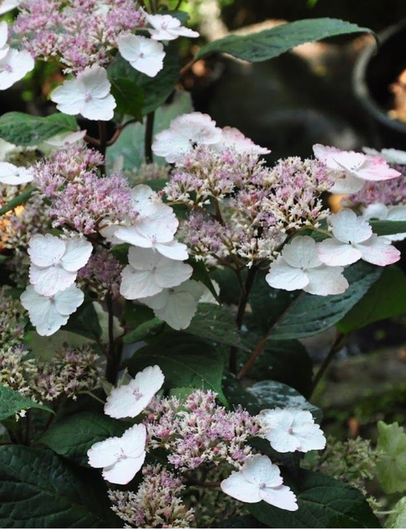 HYDRANGEA serrata INTERMEDIA