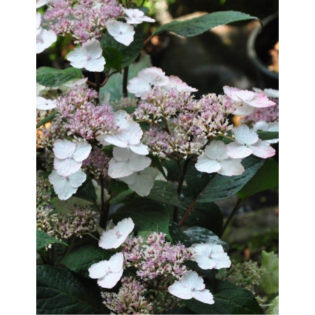 HYDRANGEA serrata INTERMEDIA