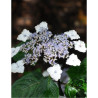 HYDRANGEA serrata INTERMEDIA