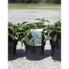 HYDRANGEA serrata MAGIC SEDUCTION En pot de 3-4 litres