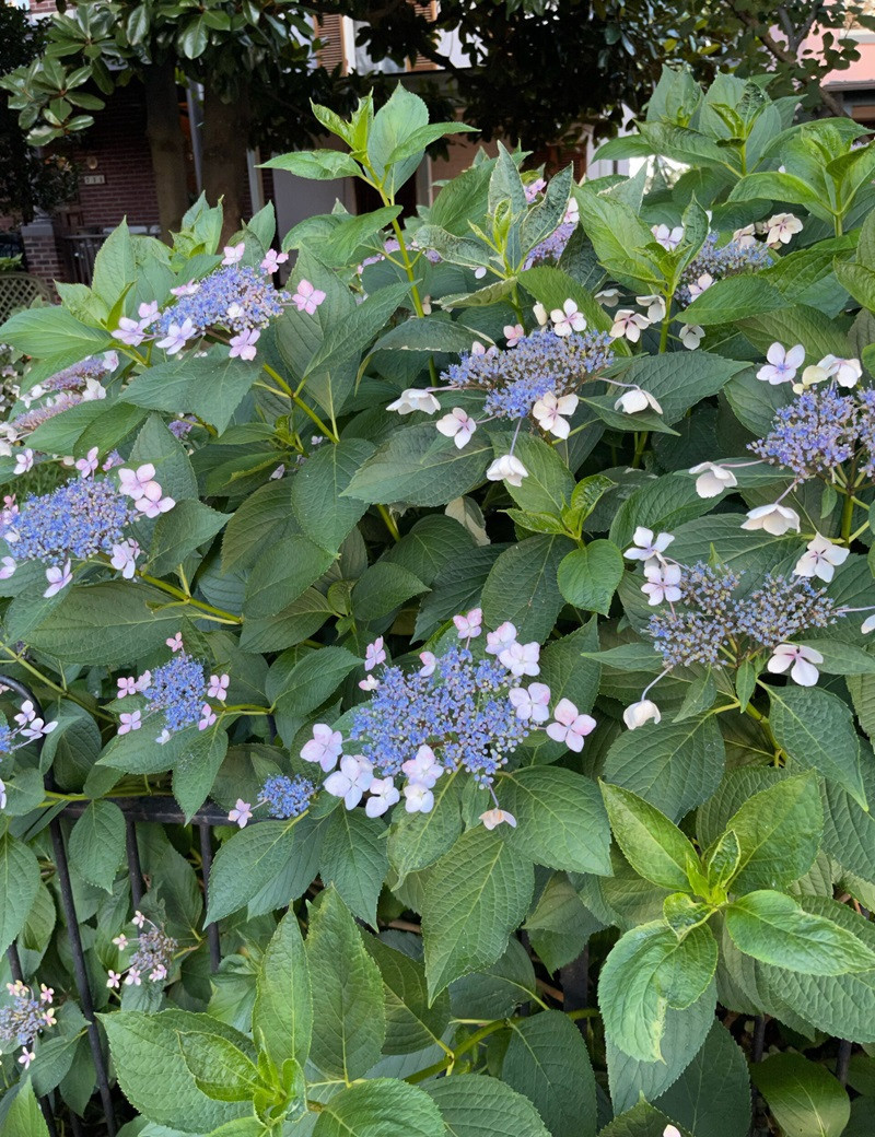 HYDRANGEA serrata MAGIC SEDUCTION