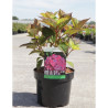 HYDRANGEA serrata PREZIOSA En pot de 3-4 litres