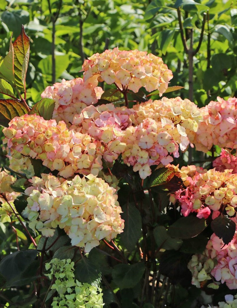 HYDRANGEA serrata PREZIOSA