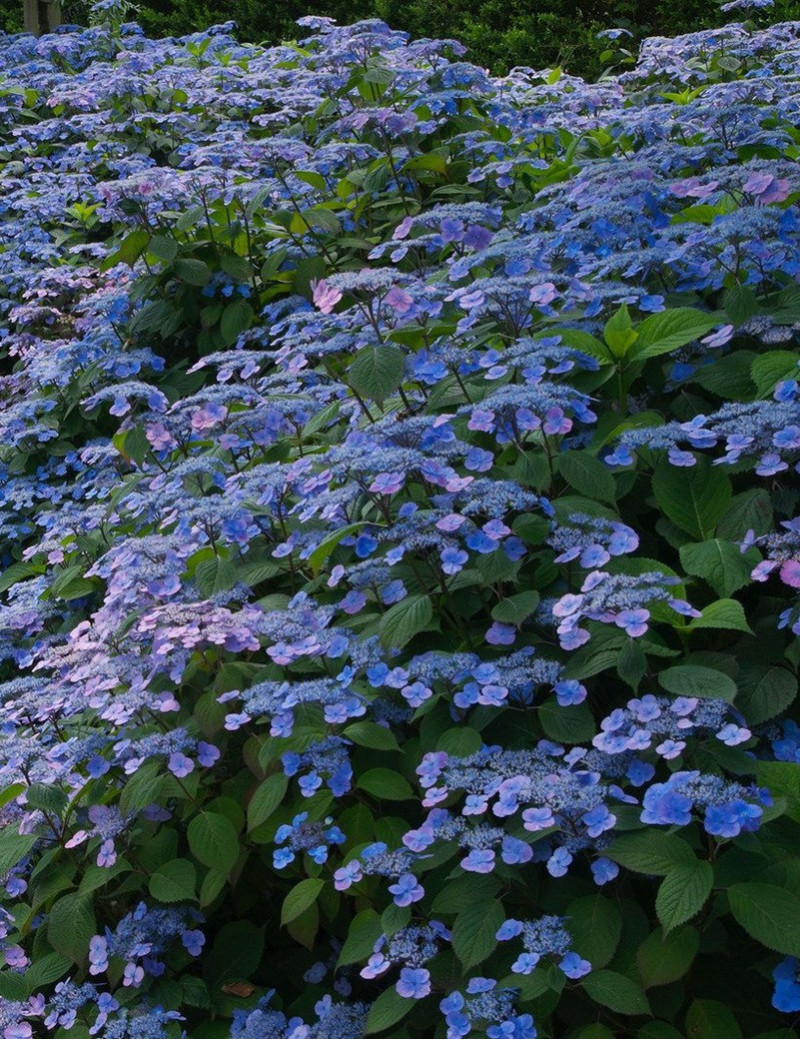 HYDRANGEA serrata VEERLE