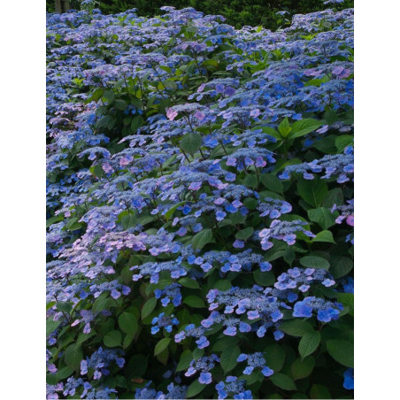 HYDRANGEA serrata VEERLE