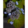 HYDRANGEA serrata VEERLE