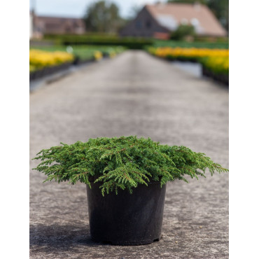 JUNIPERUS communis GREEN CARPET En pot de 7-10 litres