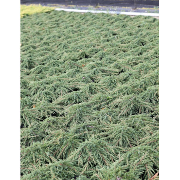 JUNIPERUS communis GREEN CARPET