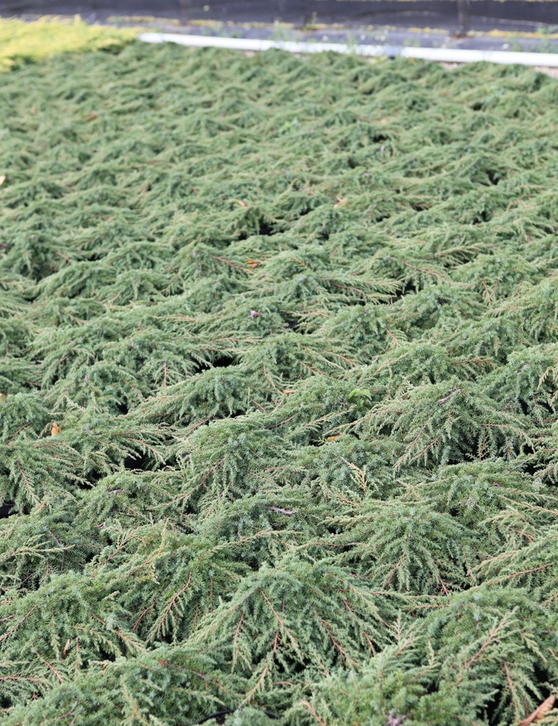 JUNIPERUS communis GREEN CARPET