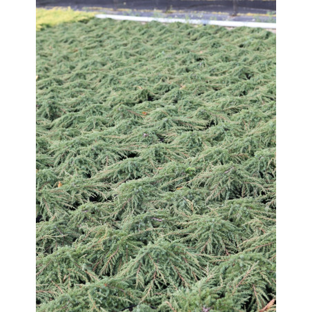 JUNIPERUS communis GREEN CARPET